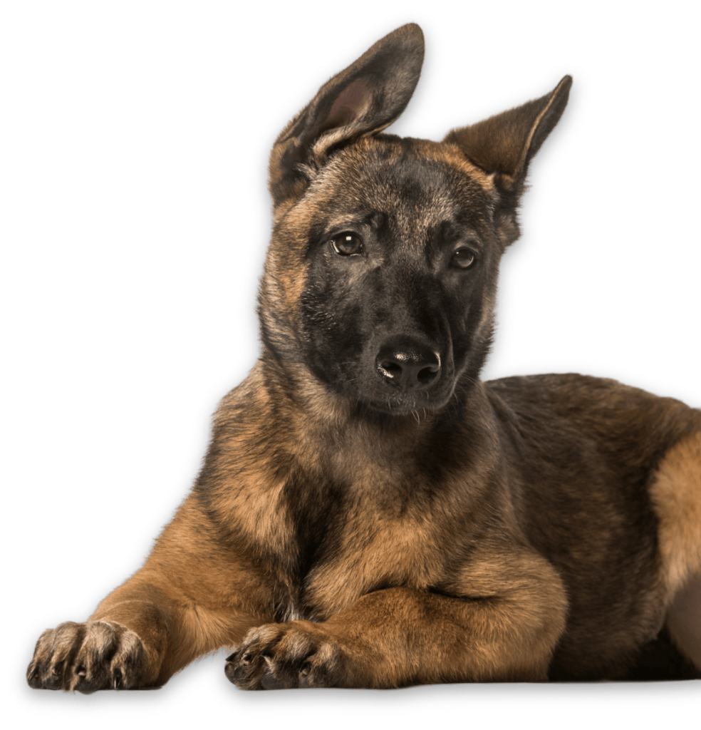 Malinois Puppies For Sale Trained Belgian Malinois For Sale