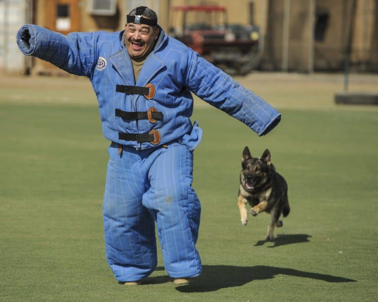 man-in-full-body-bite-suite-being-chased-by-trained-k9