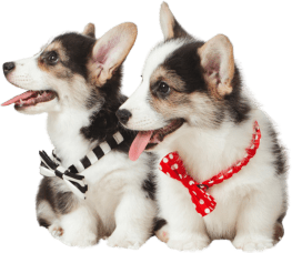 Two Welsh Corgi puppies wearing bow ties.