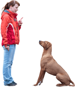 Woman in a red coat training a Vizla breed the sit command.