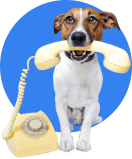 Jack Russel Terrier holding a telephone ready for you to give us a call.