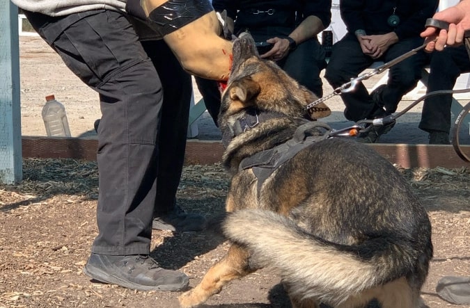 police officer holding the leash of a K9 while it is biting a person’s fake arm