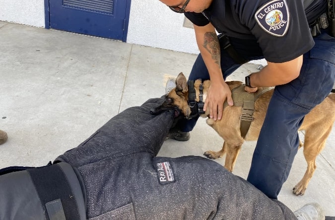 police officer holding a K9 while it is biting a person’s leg for agitator course
