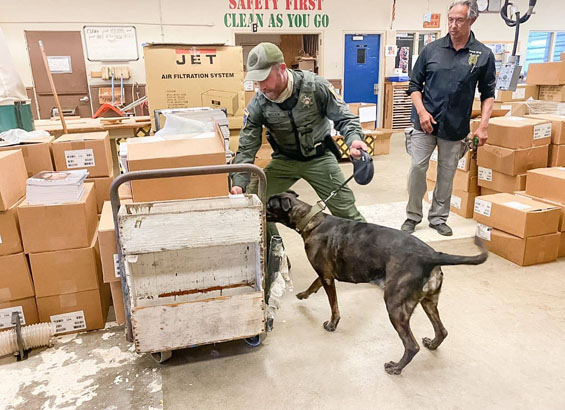 A dog inspects a cart of boxes in a warehouse while a handler watches.
