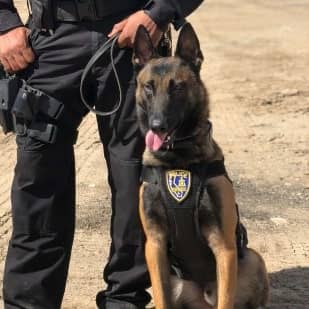 Lrg-man-k9-police-officer-with-sitting-trained-police-k9