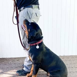 owner training Rottweiler on leash