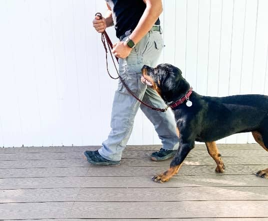 Rottweiler walking on leash with owner