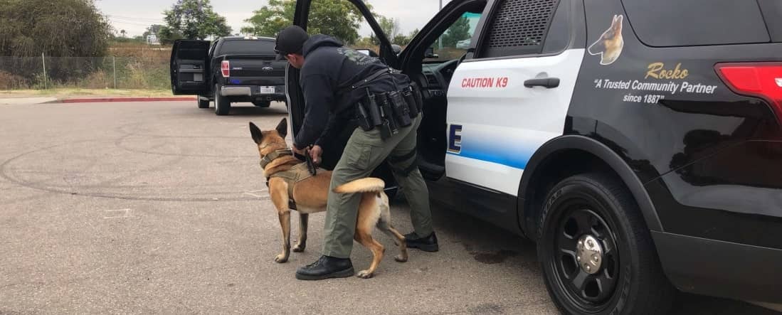 police handler holding K9 leash while looking at a parked vehicle