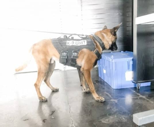 Man K9 detection dog smelling a blue case for narcotics