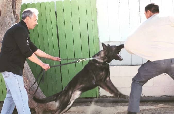 handler holding the leash of a K9 while it jumped to bite a man’s arm