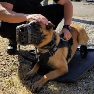 handler holding K9 with a muzzle while laying down