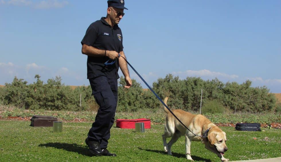 police-officer-walking-trained-detection-golden-lab