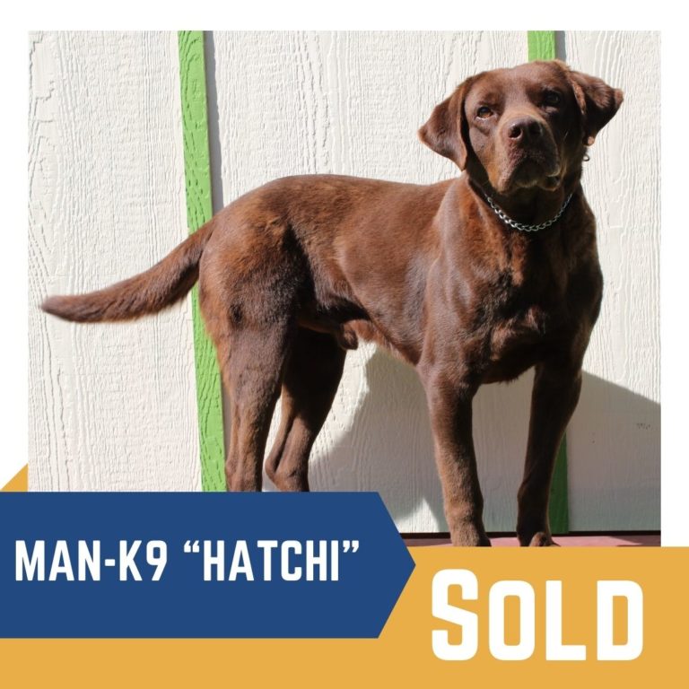 Trained Dogs for Sale Family and Companion Dogs