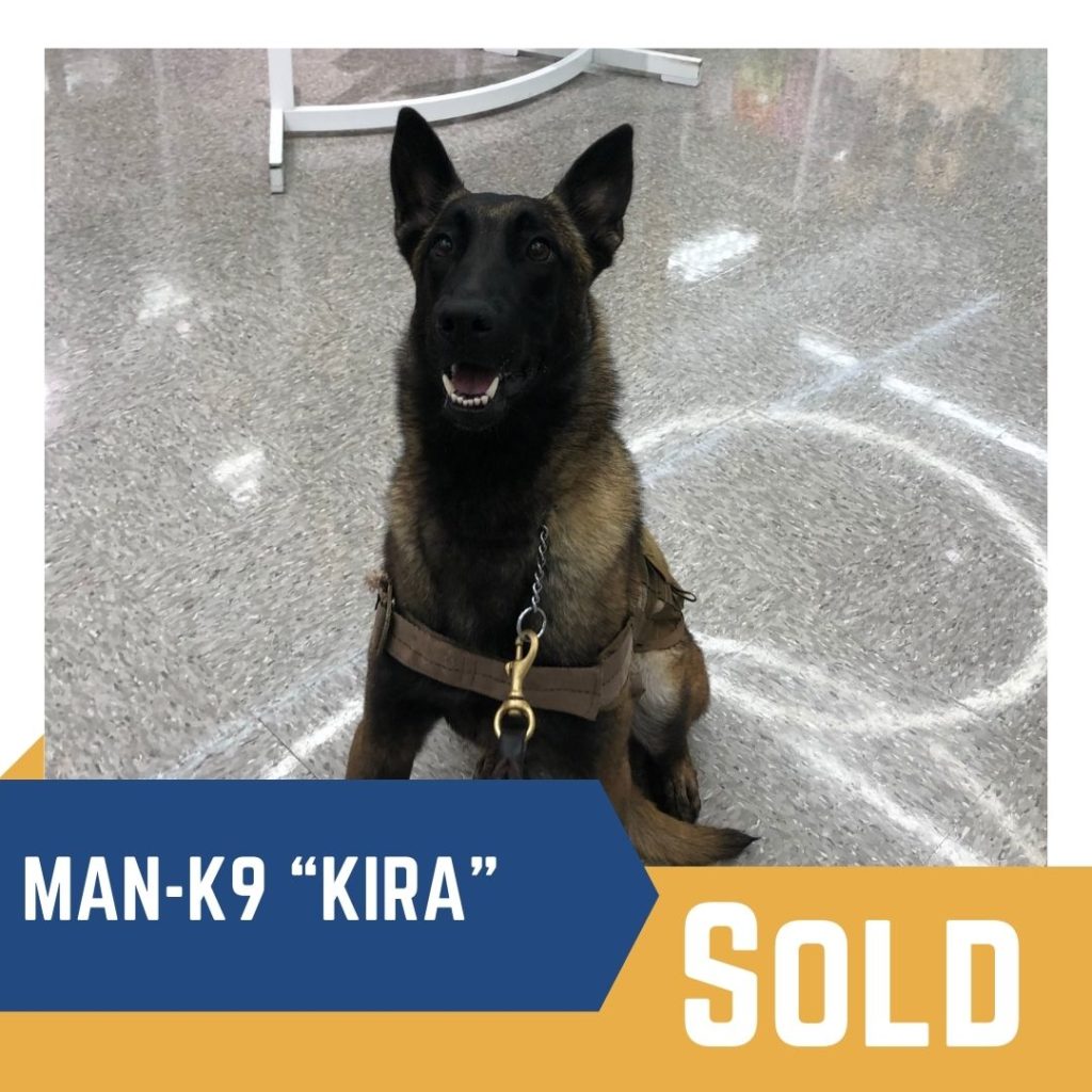 Trained Dogs for Sale Family and Companion Dogs