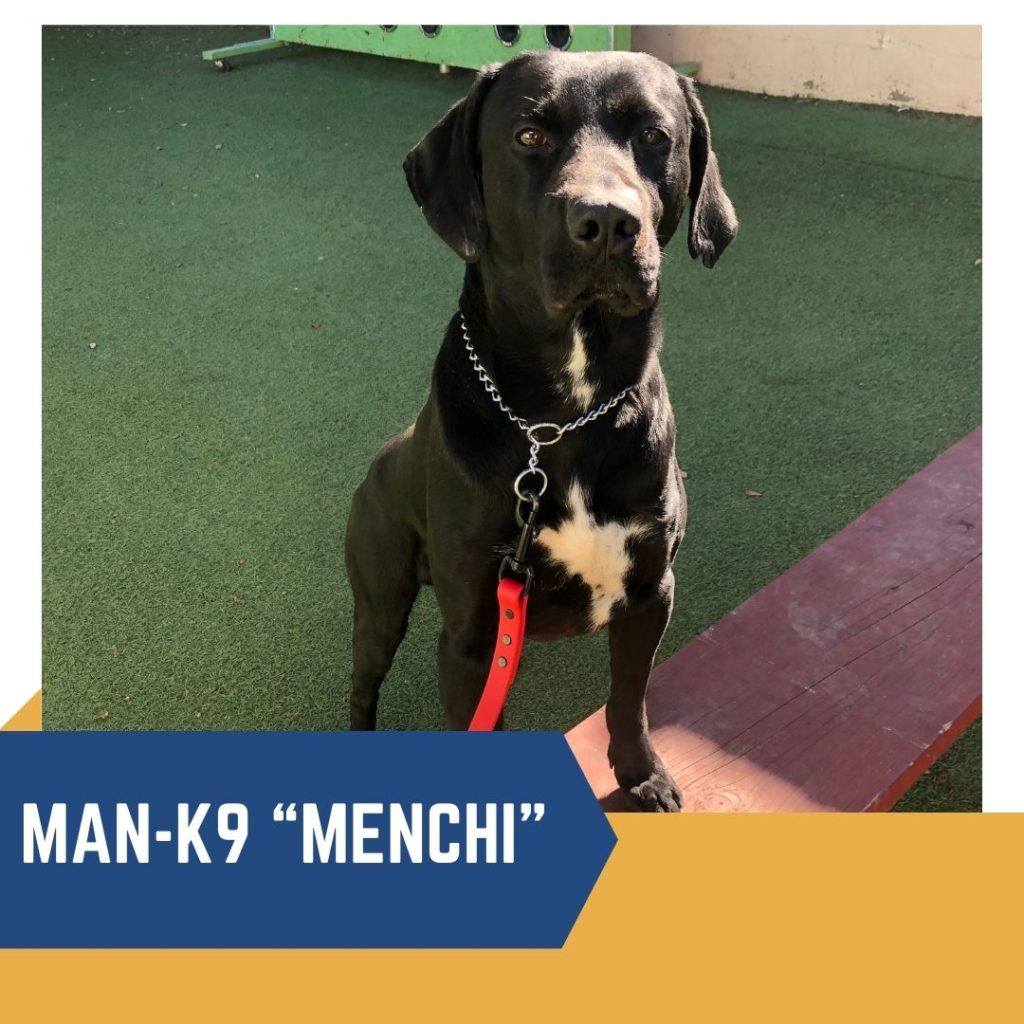 Trained Dogs for Sale Family and Companion Dogs