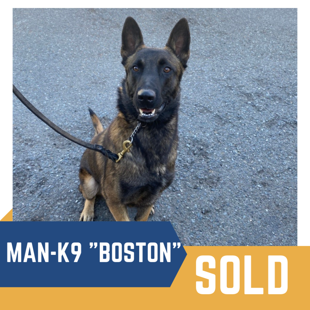 Trained german shepherd named "boston" successfully sold.