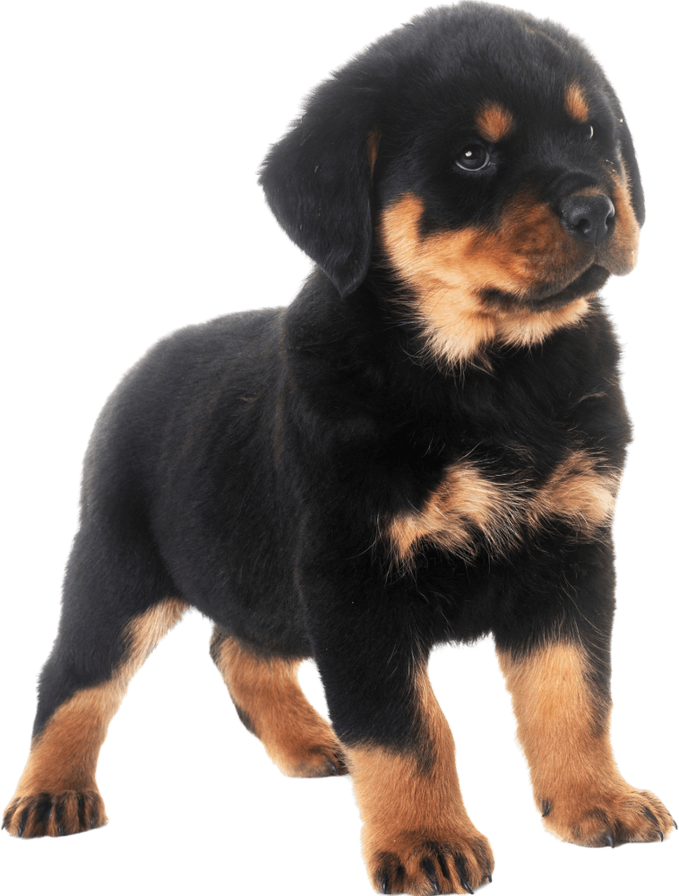 standing Rottweiler Puppy