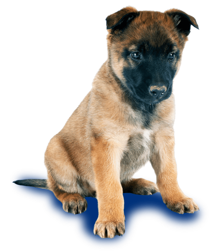 Details about   Niue 1 Oz Silver Belgian Malinois Sheepdog 2016 Color POLICE DOG K-9 UNIT 