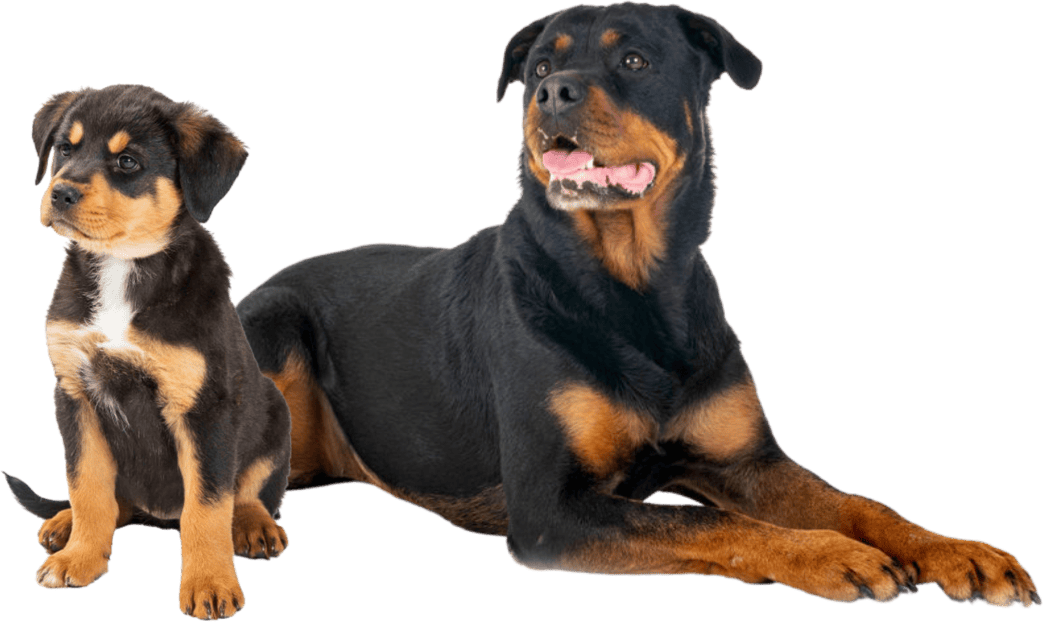 adult Rottweiler and a Rottweiler puppy