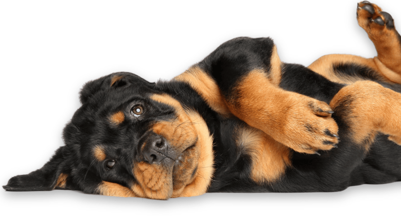 Rottweiler puppy lying on its back