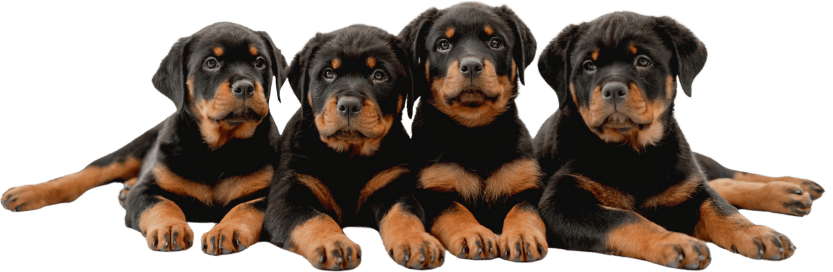four Rottweiler Puppies