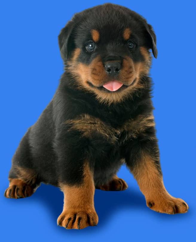 Rottweiler Puppy with a blue background