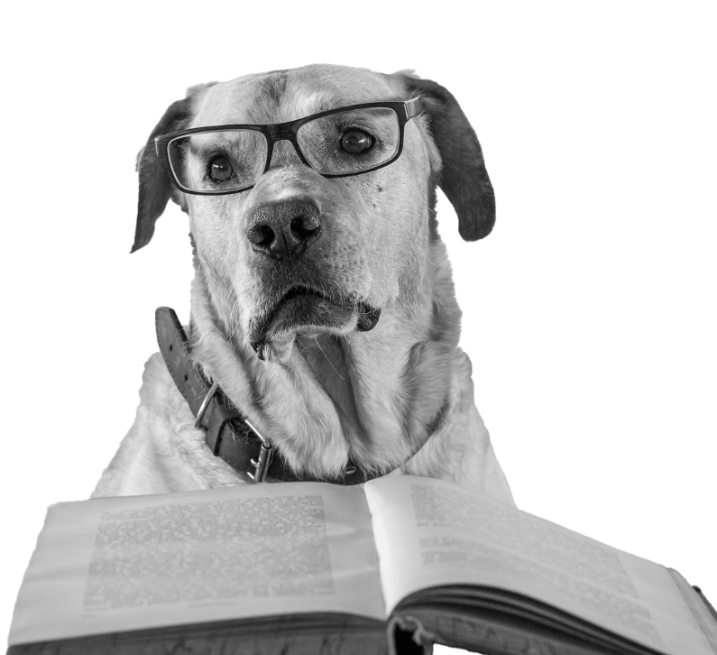 Dog with eyeglasses reading a book