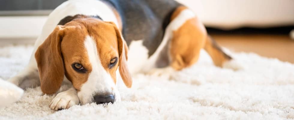 Beagle dog lying down on a carpet looking tired falling sleep