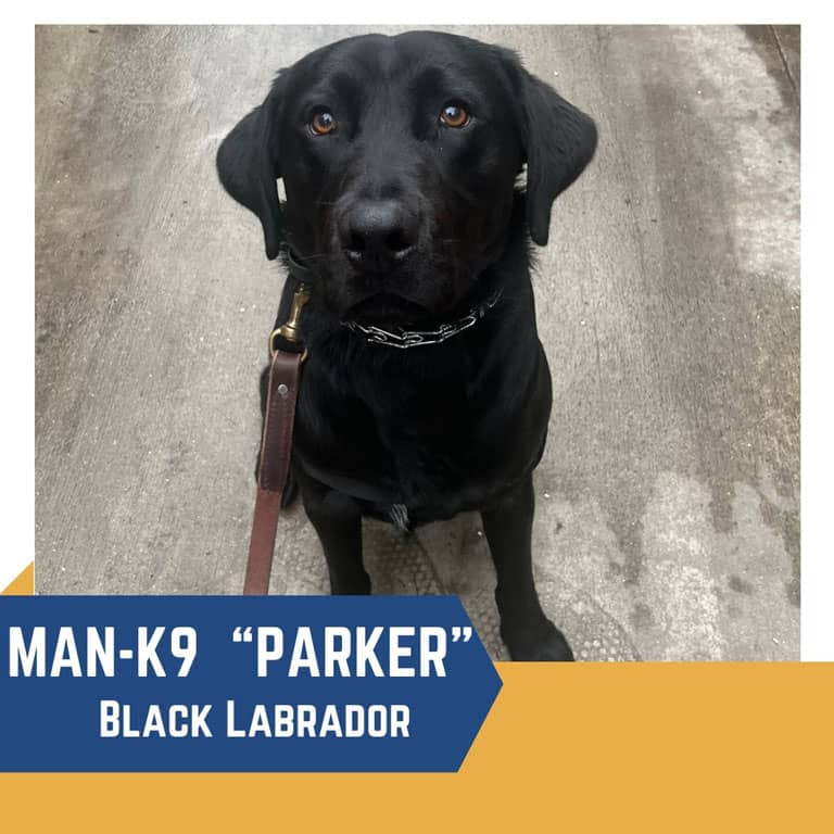parker black labrador