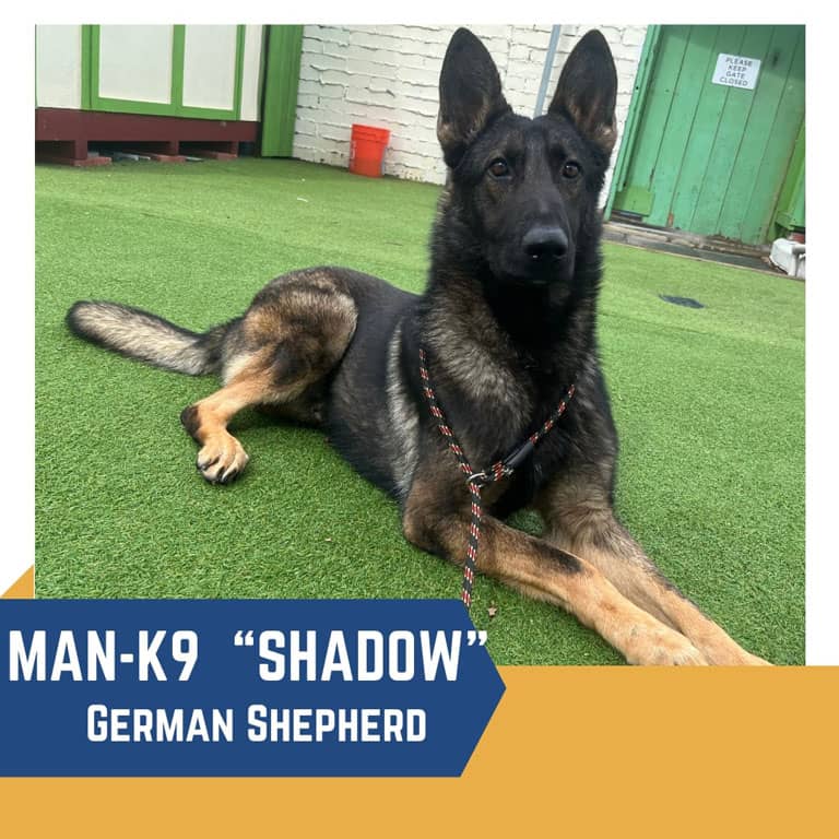 shadow german shepherd