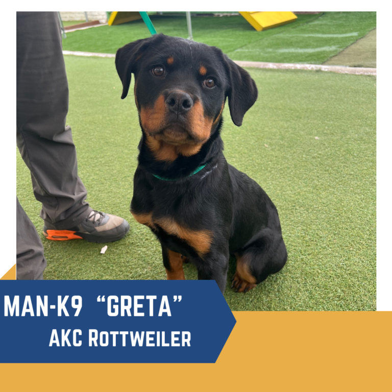 Man-K9 AKC Rottweiler puppy Greta
