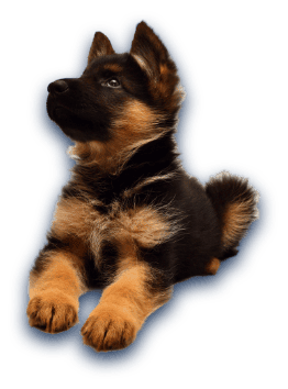 cute-german-shepherd-puppy