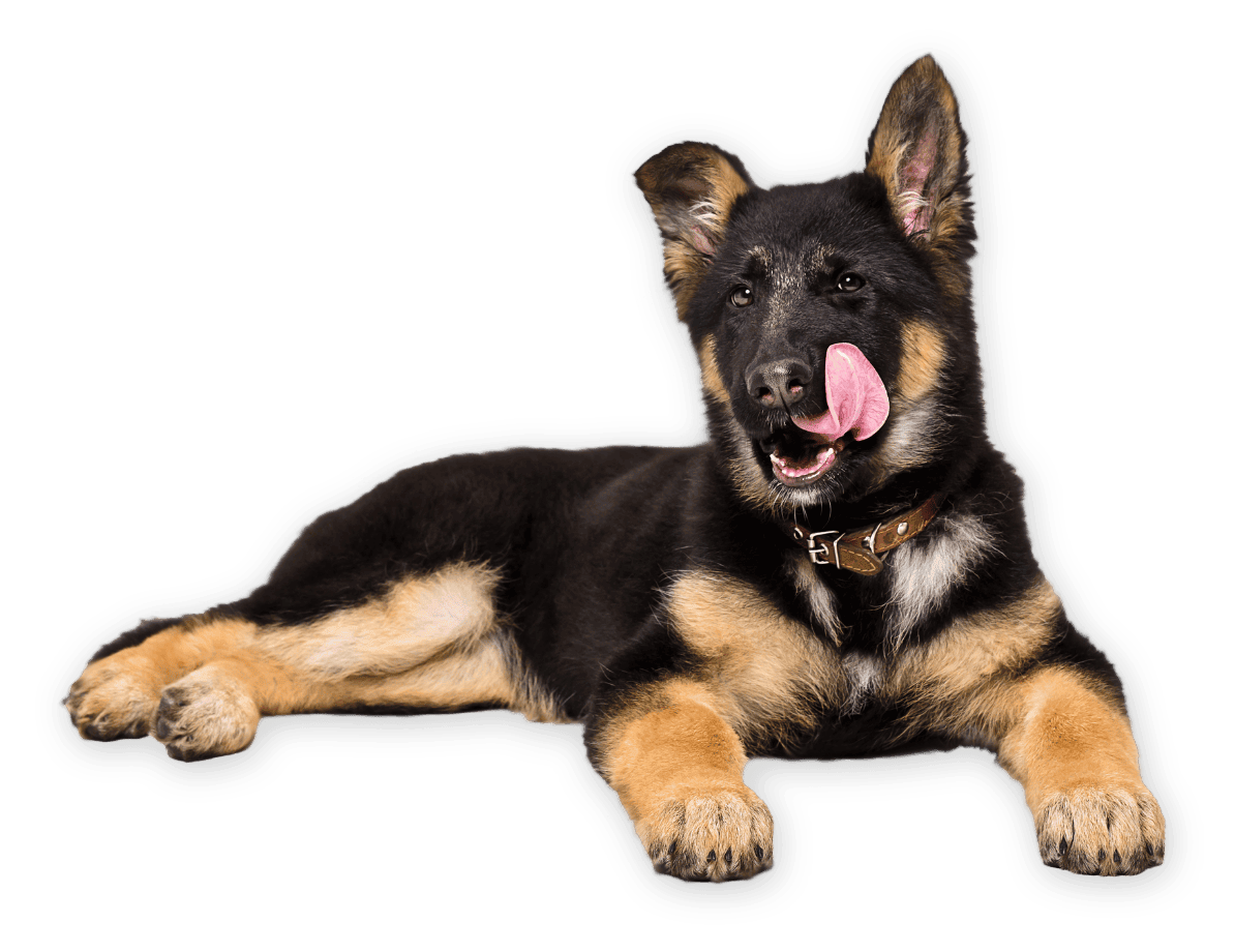 german sheperd dog introduction