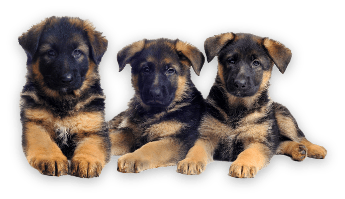 puppies german sheperd