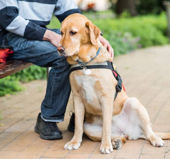 img - guide-labrador-dog-is-relaxing-with-owner-in-the-park