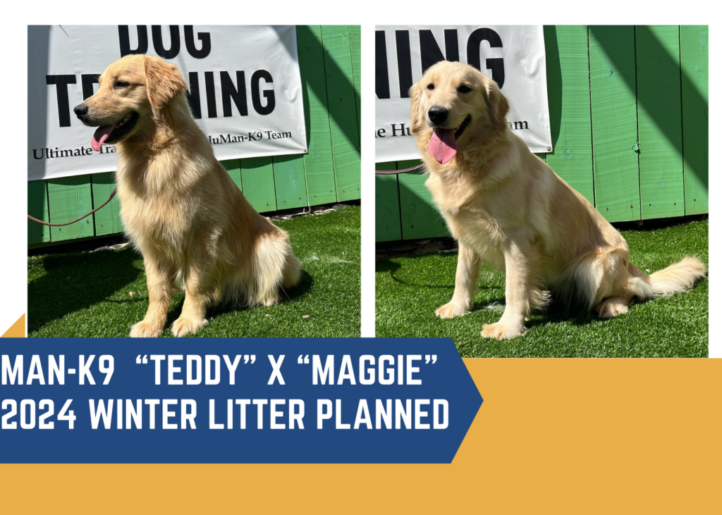 A golden retriever sitting next to a sign announcing a planned winter litter for 2024 from the breeding pair "teddy" and "maggie" by ultimate-man-k9 dog training.