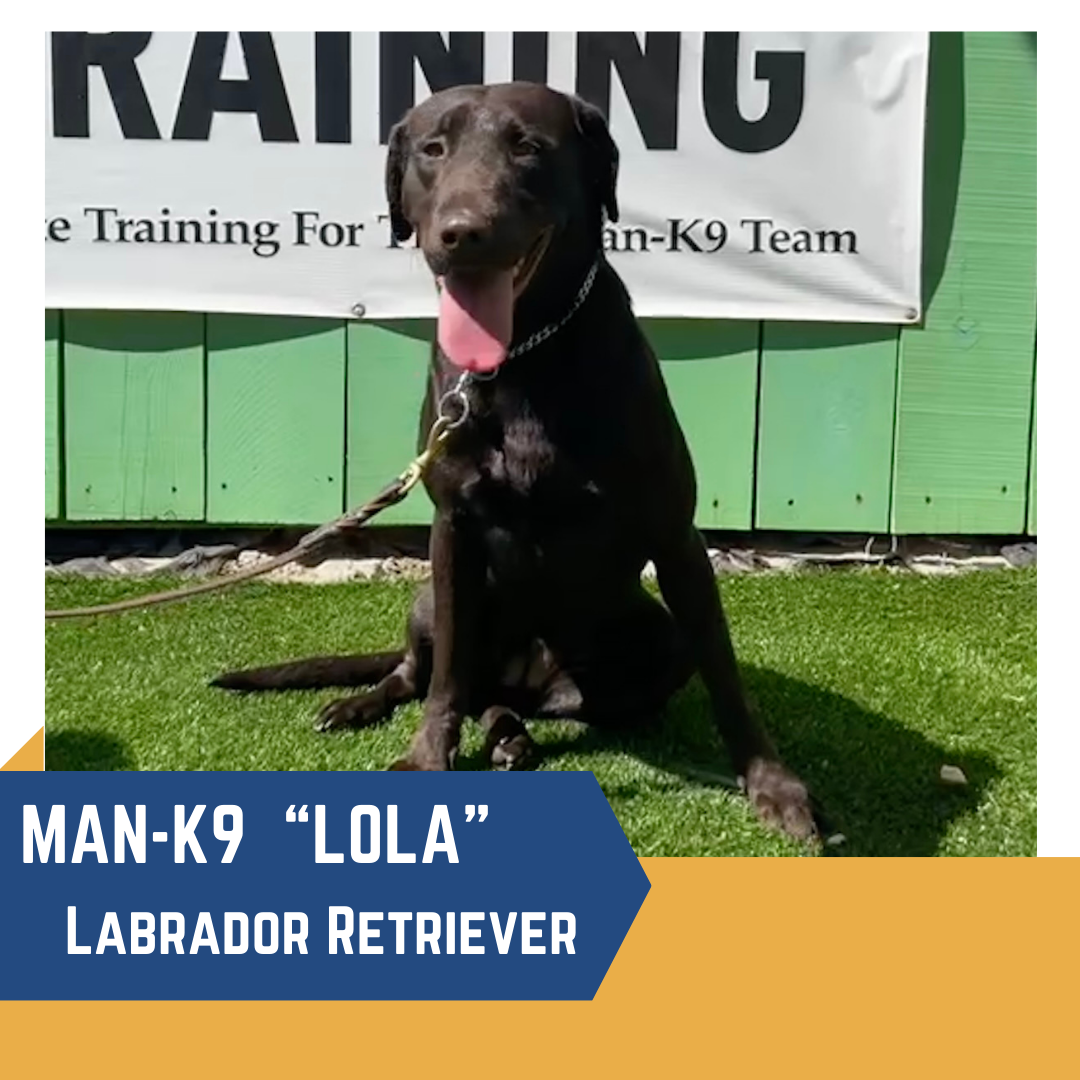 A black labrador retriever named lola sitting in front of a k-9 training banner.
