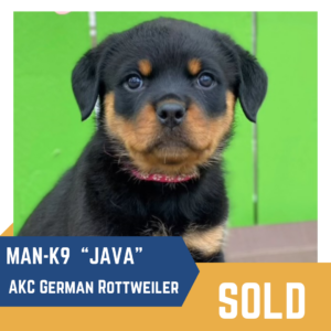 A young rottweiler puppy named "java" has been sold by man-k9.
