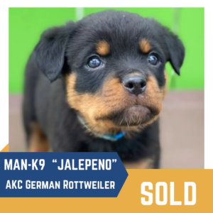 German rottweiler puppy named "jalapeno" marked as sold.