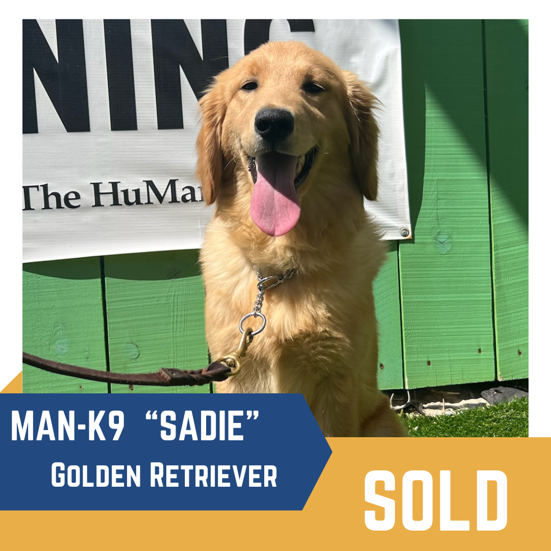 Golden retriever named "sadie" sitting in front of a "the humank9" sign, with a "sold" label at the bottom.