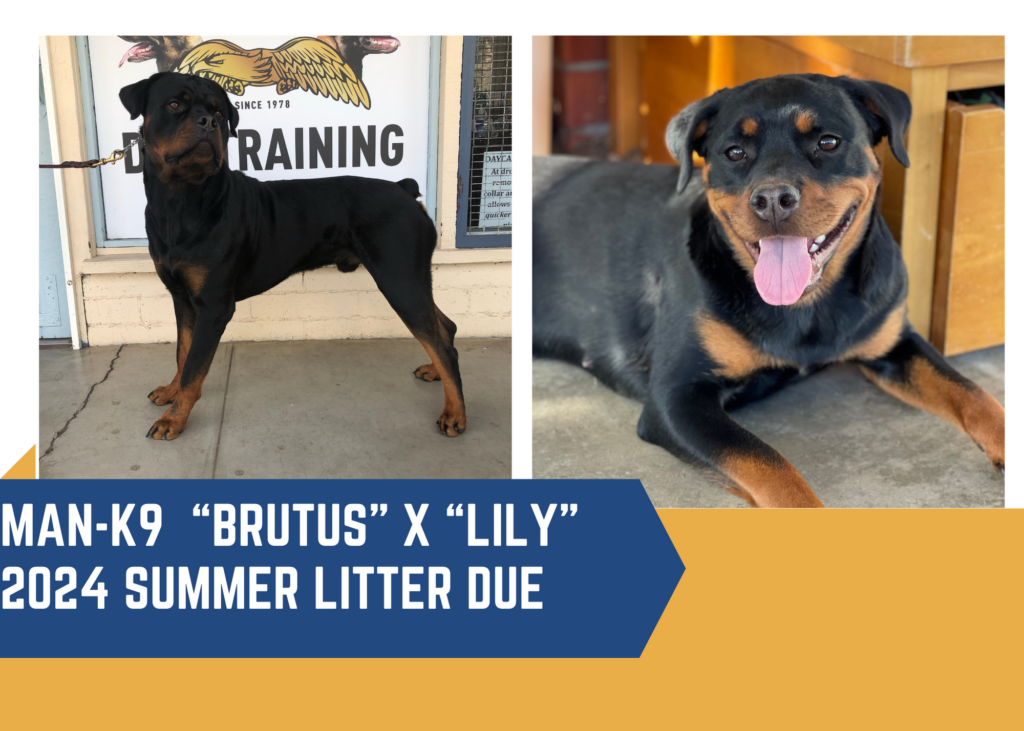 Two rottweilers featured in an announcement for a summer 2024 litter.