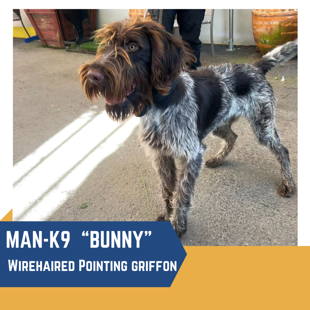 A wirehaired pointing griffon named "bunny" from man-k9.