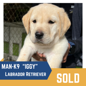 A light-colored labrador retriever puppy being held in someone's hands with the label "man-k9 'iggy'" indicating its name and breed, with the word "sold" at the bottom.
