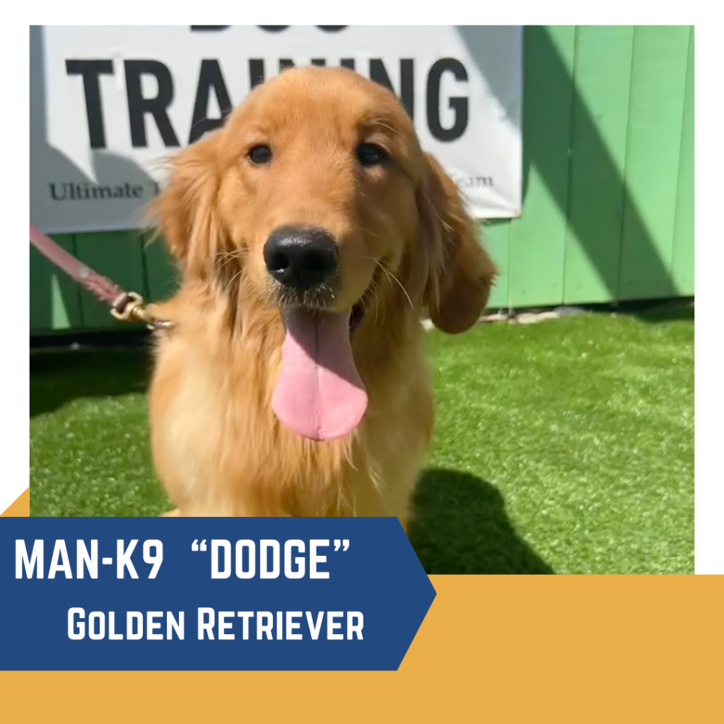 A golden retriever named "dodge" at a dog training facility.