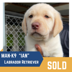 A labrador retriever puppy named "ian" has been sold by man-k9.