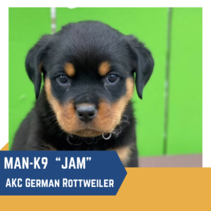 A young rottweiler puppy against a green background with text indicating it is an akc german rottweiler named "jam.