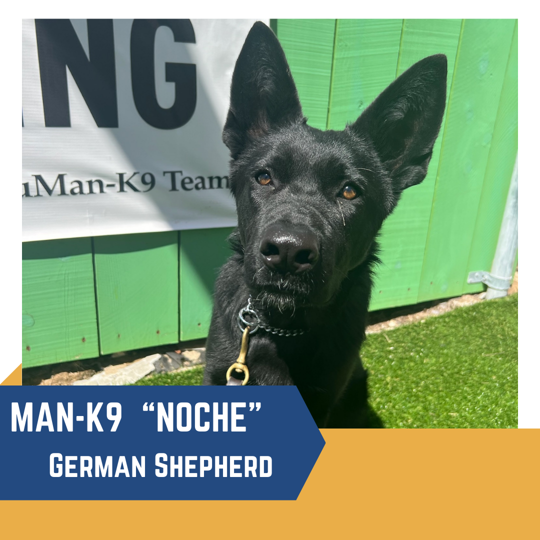 A black german shepherd dog with the name "noche" from the man-k9 team.
