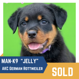 A rottweiler puppy named "jelly," with a backdrop of "sold" indicating it has been purchased.