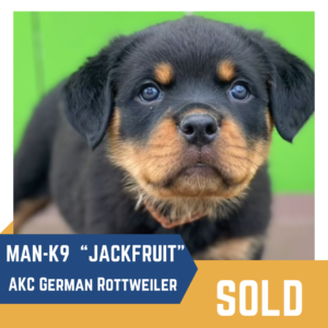 A rottweiler puppy named "jackfruit" appears in a promotional image indicating that it has been sold.
