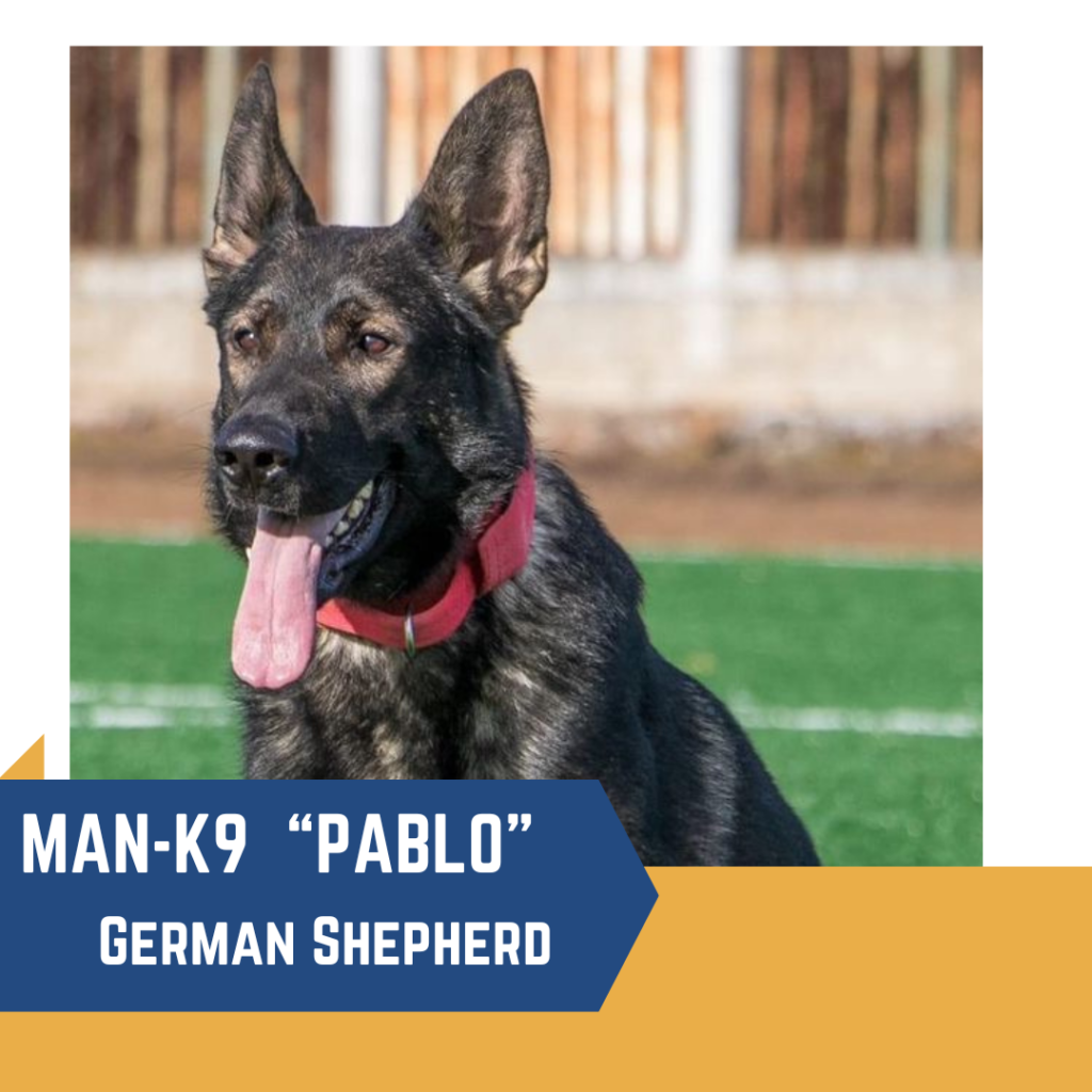 A german shepherd named "pablo" from man-k9 with a red collar, panting lightly.